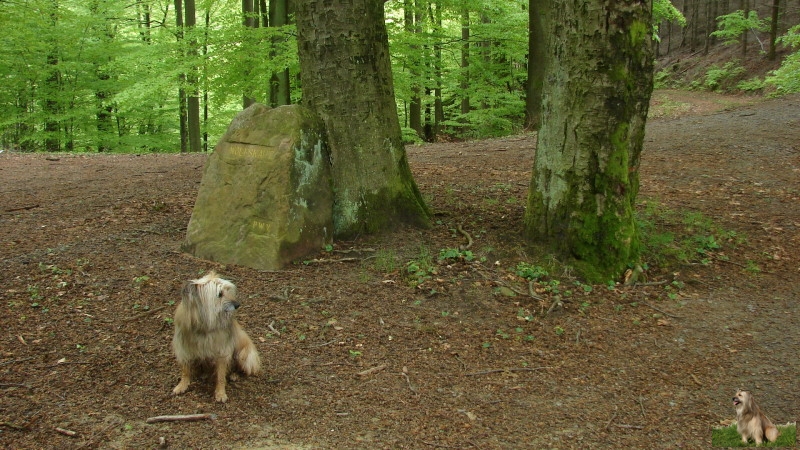 Ritterstein Nr. 147-4 Wolfskaut.JPG - Ritterstein Nr.147  Wolfskaut                               